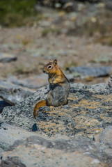 Golden-Mantled Ground Squirrel - 2