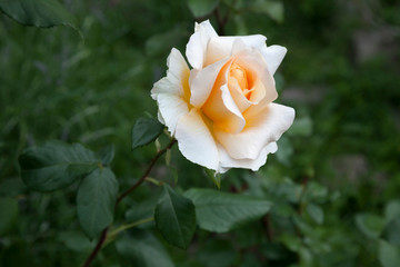 Fresh spring bud of tea rose on the background of young green grass