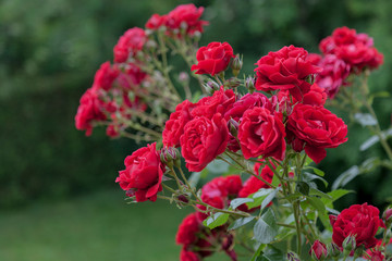 Fototapeta na wymiar Lush bush of scarlet roses against the background of green spring grass.