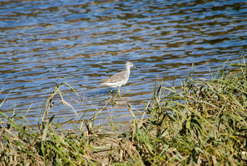Greater Yellowlegs Wading