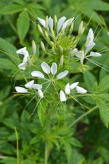 Spider flower Helen Campbell