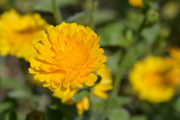 Garden marigold