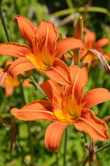 Orange daylily