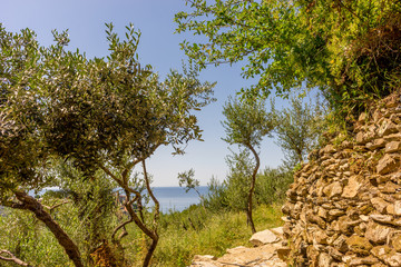 Italy, Cinque Terre, Corniglia, TREES ON LANDSCAPE AGAINST CLEAR SKY
