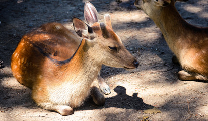 deer resting on dirt