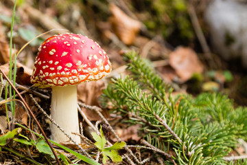 Amanita muscaria mushroom close up, nature background