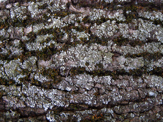 Texture of tree bark (rocks, mountains)