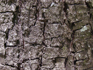 Texture of tree bark (rocks, mountains)