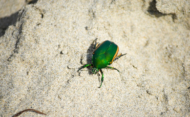 green beetle on sand