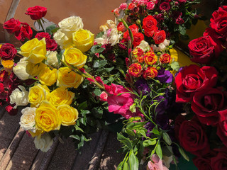 Roses on a sunny day outside. Close-up shot