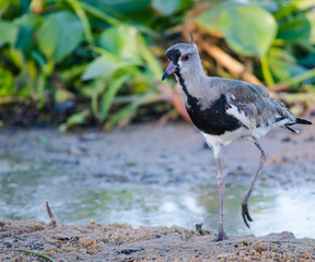 Vanellus bird walking in the sand.
