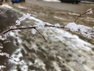 Sprig of a tree, frozen snow. Snow on the street of the city. The beginning of winter in Bakuriani