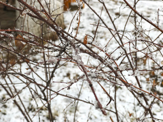 Frozen snow on a sprig of a tree. Snow on the street of the city. The beginning of winter in Bakuriani