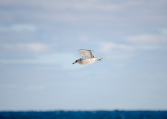 Fototapeta na wymiar Herring Gull Flying