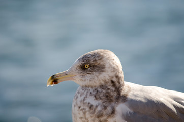 Herring Gull Headd Shot Side View