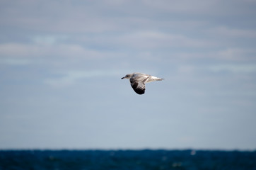 Herring Gull Flying