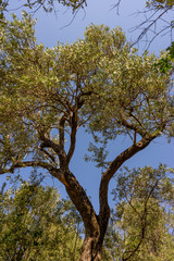 Italy, Cinque Terre, Corniglia, LOW ANGLE VIEW OF TREE AGAINST SKY