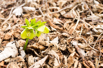 Hellebore flower in woodland close up, nature background