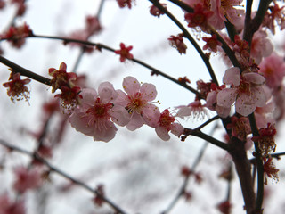Apricot Blooming in Spring, Haeundae, Busan, South Korea, Asia