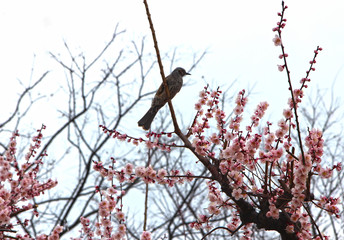 Apricot Blooming with Bird in Spring, Haeundae, Busan, South Korea, Asia