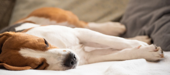 Fototapeta premium Beagle dog tired lie on couch and resting