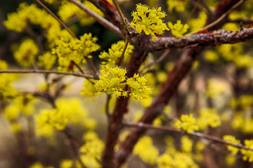 japanese cornelian Blooming in Spring, Haeundae, Busan, South Korea, Asia