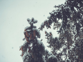 Sprig of a tree, Christmas trees in the snow. Snow on the street of the city. The beginning of...