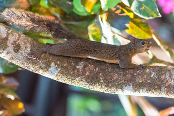 Brown squirrel climbing on a branch in Costa Rica
