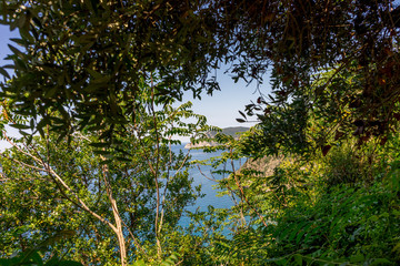 Italy, Cinque Terre, Corniglia, a tree in a forest