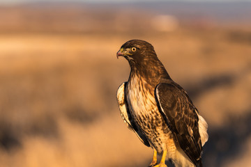 Red-tailed hawk.
