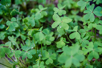 Fototapeta na wymiar Green clover field green lucky background