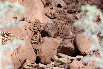 Abyssinian Grass Rat (Arvicanthis abyssinicus) on a rock in Ethiopia