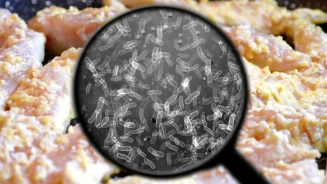 Searching for bacteria in chicken meat