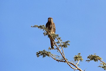 Female lesser kestrel (Falco naumanni) on a tree