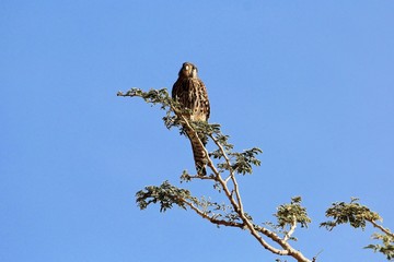 Female lesser kestrel (Falco naumanni) on a tree