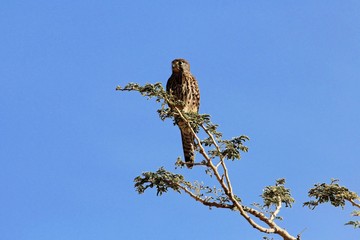 Female lesser kestrel (Falco naumanni) on a tree