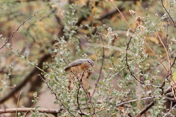 Northern crombec (Sylvietta brachyura)