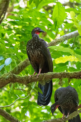 Crested Guan, Penelope purpurascens, tropical bird perched on a tree in Costa Rica