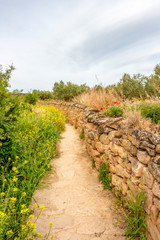 Fototapeta na wymiar Narrow footpath along an old stone fence on the Way of St. James, Camino de Santiago in Navarre, Spain, route Maneru-Cirauqui
