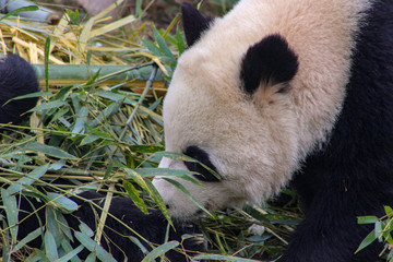 Panda chewing bamboo which the the primary part of their diet
