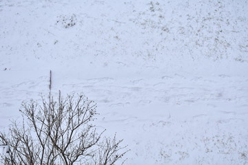 winter landscape with footsteps and plants