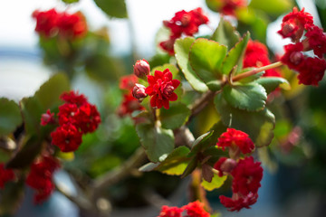 Red Kalanchoe - beautiful flowering houseplant for decoration or gift, suculent background