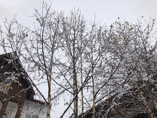 Snow covered trees in the snowfall. Winter noon in mountain ski resort Bakuriani