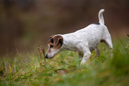 Jack Russell Terrier Dog Stands Sideways And Is Smelling Plant