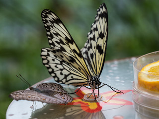 Tree Nymph butterfly or Rice Paper butterfly, Idea leuconoe on flowers