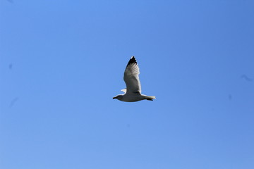 A seagull on the Bosphorus in Istanbul