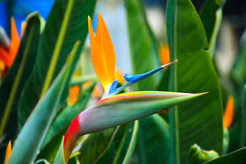 Flor de pájaro