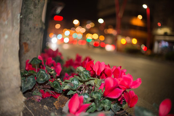 Flores rojas con bokeh al fondo