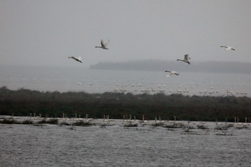 Fototapeta na wymiar Migratory bird swans wintering in this inner lake, dongting lake