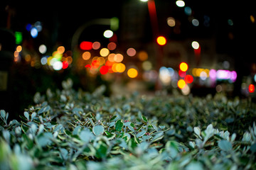 Plantas verdes y bokeh